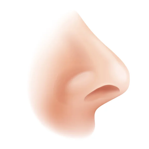 现实而孤立的三维人体鼻剖面 喷雾剂或鼻成形术的图解 — 图库矢量图片