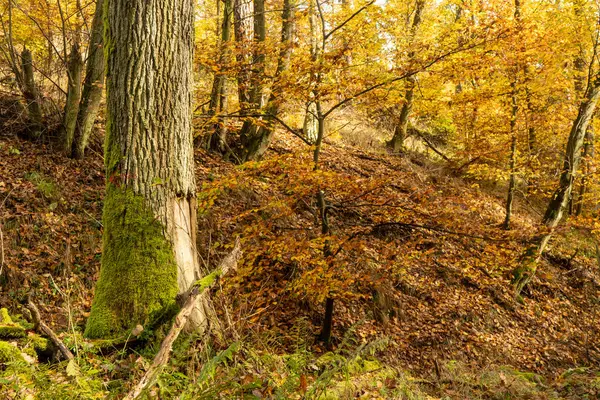 Autumn landscape - golden and falling leaves. Beautiful falling season. Natural reserve Brdatka, Czechia