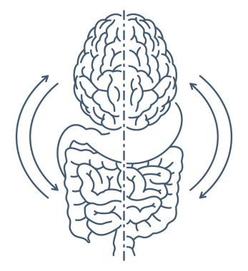 Bağırsak-beyin ekseni, sindirim sistemi ile merkezi sinir sistemi arasında gerçekleşen biyokimyasal sinyaller. İnce çizgide izole vektör şeması