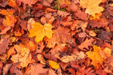 Sonbahar ormanında düşen portakal ve sarı akçaağaç yaprakları. Doğa arkaplanı