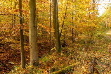 Sonbahar manzarası - altın ve düşen yapraklar. Doğal park Brdatka, Çek Cumhuriyeti