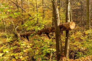 Kesilmiş ağaçla sonbahar ormanı manzarası. Doğal park Brdatka, Çek Cumhuriyeti