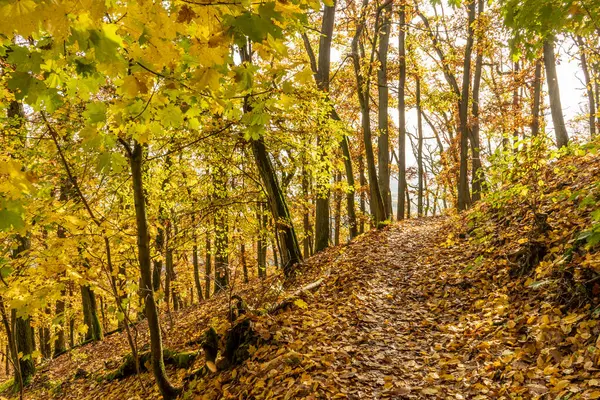 Sonbahar manzarası - altın ve düşen yapraklar. Doğal park Brdatka, Çek Cumhuriyeti