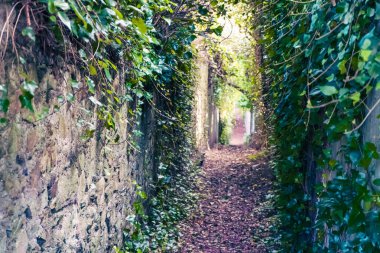 Çalılar ve ağaçlarla kaplı taş duvarları olan bir ormanın içinden geçen dolambaçlı bir yol yeşillik ve sükûnet dolu doğal bir manzara yaratır.