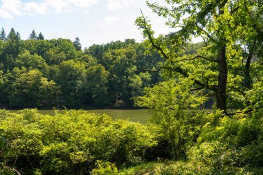 Parkın kenarında ilkbahar çayırı, büyük ağaç ve taze yeşil yapraklarla