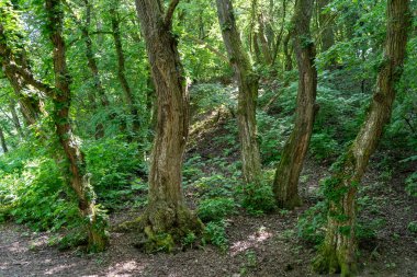 Ormanda, ağaçlar bükülür ve sarmaşıkla kaplanır, bitki yaşamı ve karasal güzelliklerle dolu eşsiz ve doğal bir manzara yaratır.
