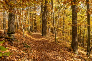 Sonbahar manzarası - altın ve düşen yapraklar. Doğal park Brdatka, Çek Cumhuriyeti