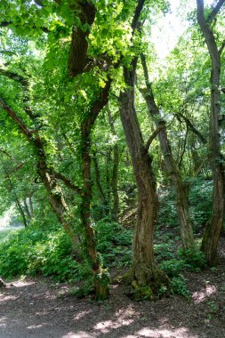 Ormanda, ağaçlar bükülür ve sarmaşıkla kaplanır, bitki yaşamı ve karasal güzelliklerle dolu eşsiz ve doğal bir manzara yaratır.