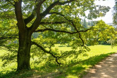 Parkın kenarında ilkbahar çayırı, büyük ağaç ve taze yeşil yapraklarla