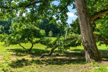 Parkın kenarında ilkbahar çayırı, büyük ağaç ve taze yeşil yapraklarla