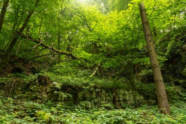 Parkın kenarında ilkbahar çayırı, büyük ağaç ve taze yeşil yapraklarla