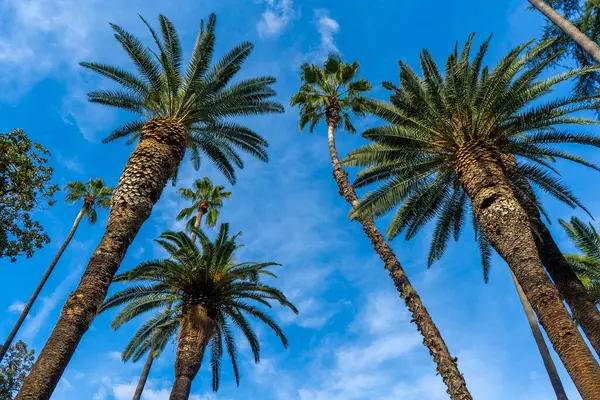Gün içinde kabarık bulutlarla dolu masmavi bir gökyüzüne bakan palmiye ağaçlarına bakıyorum. Karasal ağacın yaprakları ve dalları açık mavi gökyüzü ile güzel bir tezat oluşturuyor.