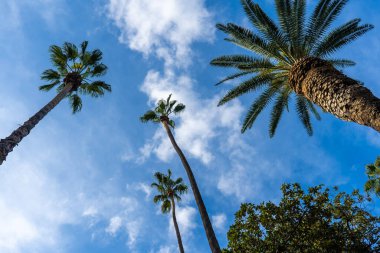 Tüylü bulutlarla lekelenmiş gök mavisi bir gökyüzü karşısında palmiye ağaçlarının gündüz görüntüsü. Uzun Arecales bitkileri mavi arkaplanlı ve karasal bitki örtüsünü gözler önüne seren çok güzel bir kontrasttır.