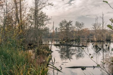 Bulutlu bir gökyüzünün altındaki ağaçlarla çevrili dingin bir gölün gizemli görüntüsü. Prag 'dan Piskovna.