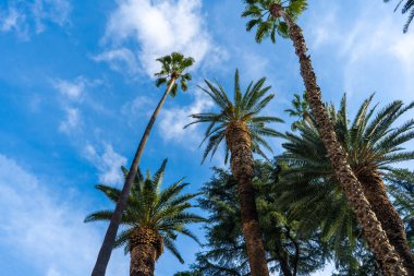 Kabarık kümülüs bulutları olan mavi gökyüzüne karşı palmiye ağaçlarına hayranlık duyuyorlar. Arecales 'ler yükselen karasal bitkiler, harika bir manzara.