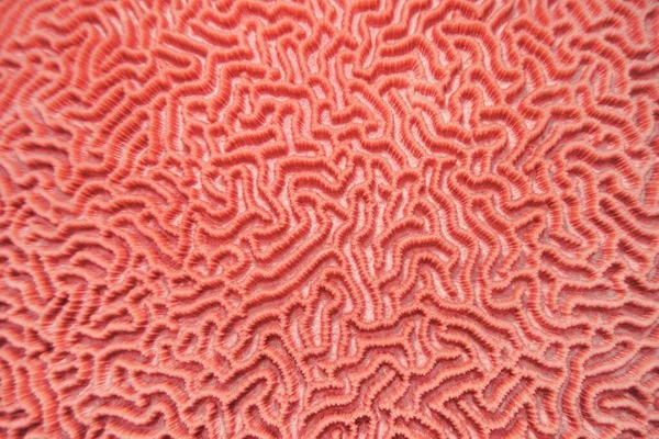 Abstrakt Bakgrund Trendig Korall Färg Organisk Struktur Den Hårda Hjärnan — Stockfoto