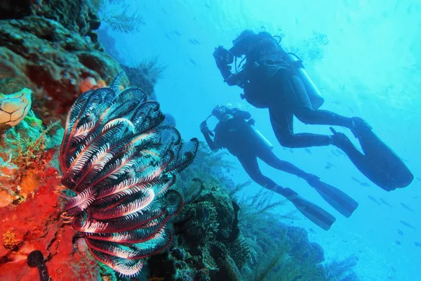 Дайверы Пара Рядом Красивым Коралловым Рифом Красочные Звезды Пера Переднем — стоковое фото