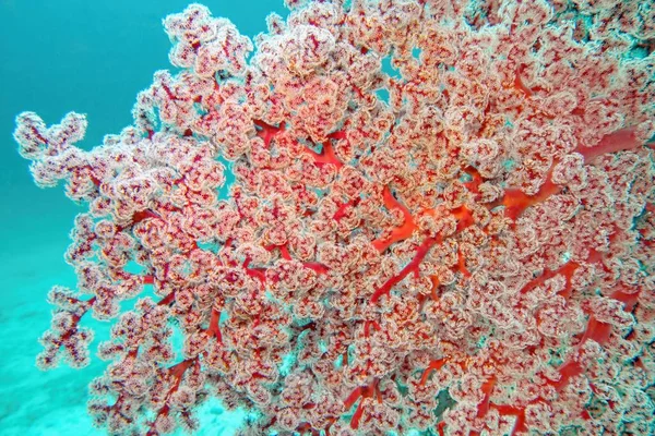 Siphonogorgia Godeffroyi Coral Flor Cereja Textura Coral Macio Godeffroy Raja — Fotografia de Stock