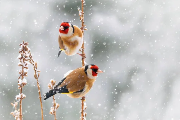 Peisaj Frumos Iarnă Păsări Europene Finch Cocoțate Ramură Într Zăpadă — Fotografie, imagine de stoc