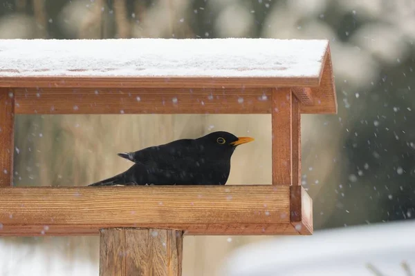 Krásná Zimní Scenérie Černým Ptákem Sedí Ptačí Budce Těžkém Sněhu — Stock fotografie