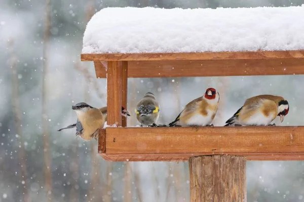Vacker Vinter Landskap Med Europeiska Guldfinkar Och Nuthatch Sitter Fågelhuset — Stockfoto