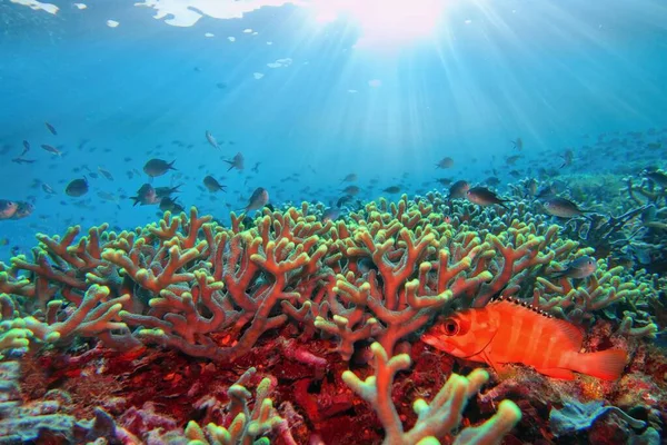 Sluneční Paprsky Svítí Pod Vodou Tropickém Korálovém Útesu Červenými Skupinovými — Stock fotografie