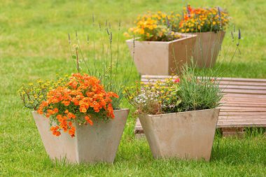 Turuncu Nemesia veya Pelerin Mücevherleri çiçeği. Konteynır bitkileri için yaz bahçesi ilham kaynağı.