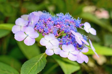 Hydrangea Serrata veya Mountain Hydrangea (Hortensia) - mavi Cultivar