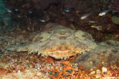 Tasselled wobbegong shark resting under the coral reef. (Eucrossorhinus dasypogon) Raja Ampat, Indonesia