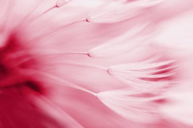 Blured abstract dandelion flower in trendy color -  viva magenta, color of the year 2023
