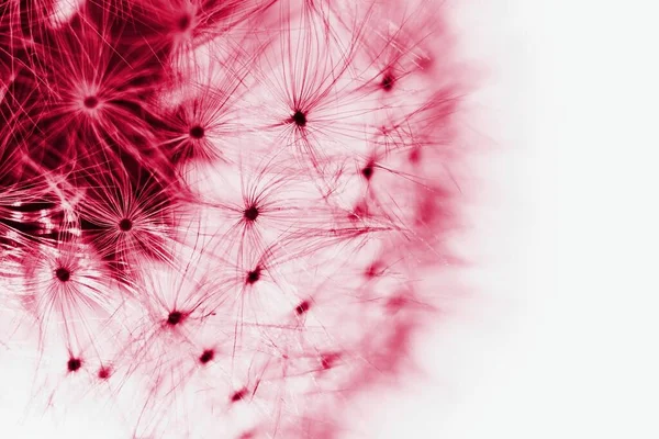 Blured abstract dandelion flower in trendy color -  viva magenta, color of the year 2023