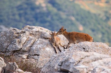Doğadaki İber dağ keçisi çifti İspanya 'nın Malaga eyaletinde El Torcal de Antequera' yı rezerve etti.