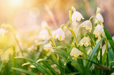 Parlayan güneş ışığında bahar çiçekleri, Leucojum vernum, buna ilkbahar kar tanesi denir.