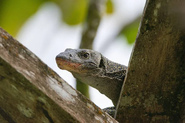 Mangrove Monitor Western Pacific Monitor Lizard Varanus Indicus Raja Ampat — Stock Photo, Image