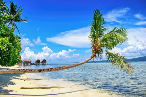 Hermosa Escena Verano Playa Con Palmeras Bungalows Agua Raja Ampat —  Fotos de Stock