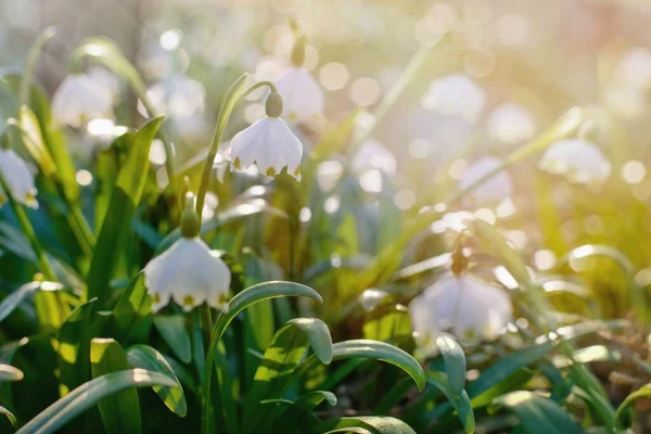 Frühlingsblumen Gleißenden Sonnenlicht Leucojum Vernum Frühlingsschneeflocke Genannt — Stockfoto