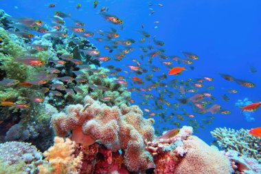 Yumuşak mercan çeşitliliğiyle tropikal mercan resifi ve mercan balığı sürüsü