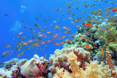 Yumuşak mercan çeşitliliğiyle tropikal mercan resifi ve mercan balığı sürüsü