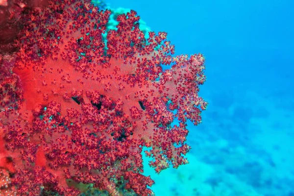 美しい赤の柔らかいサンゴDendronepthya サンゴ礁の生物多様性の水中シーン — ストック写真