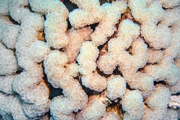 Coral Burbuja Textura Orgánica Coral Blando Plerogyra Sinuosa —  Fotos de Stock