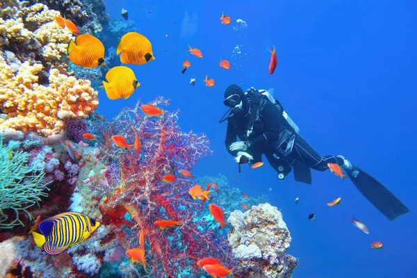 Ныряльщик Аквалангом Возле Красивого Кораллового Рифа Окружении Косяка Разноцветных Коралловых — стоковое фото