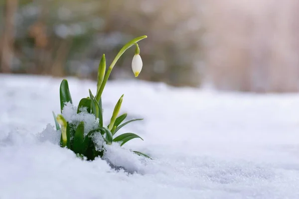 Spring Flowers Snow Snowdrops — Stock Photo, Image