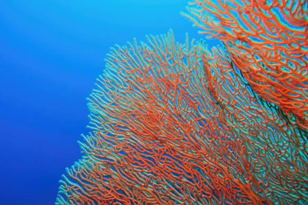 Fundo Abstrato Textura Orgânica Ventilador Mar Rosa Coral Gorgonia Annella — Fotografia de Stock