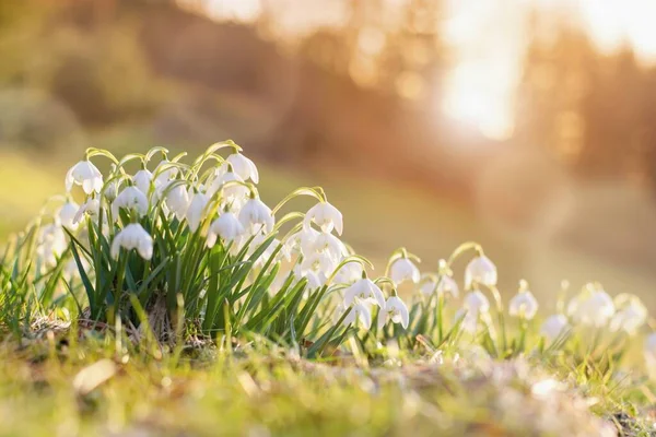 Lente Bloemen Sneeuwklokjes Bloeien Zonsondergang Zonlicht — Stockfoto