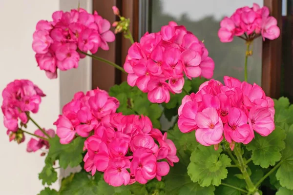 Reich Blühende Geranienblüten Den Fenstern — Stockfoto