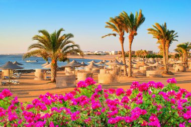 Idylic beach with palms and sun umbrelas, Red Sea, Egypt clipart