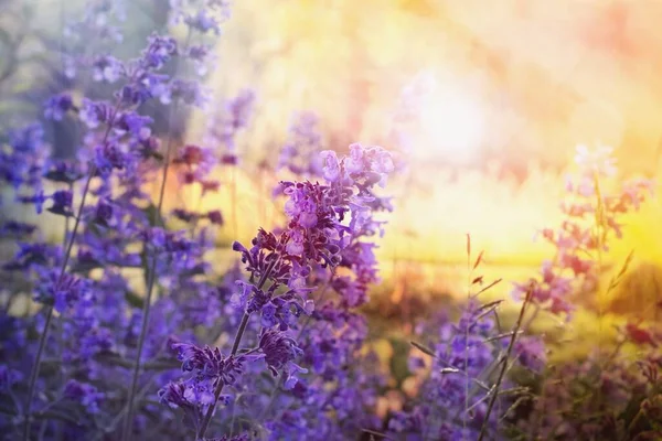 stock image Nepeta, catnip flower in the summer garden