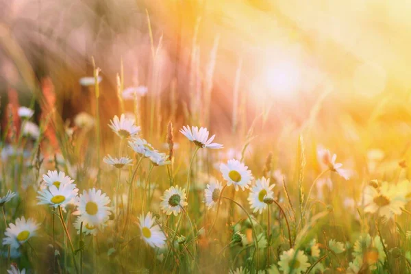 Prachtig Zomers Landschap Wilde Madeliefjes Bloemen Weide Warme Zonsondergang Licht — Stockfoto