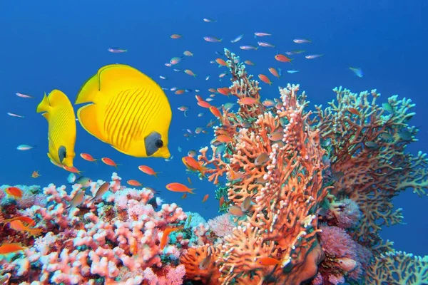 Mar Rojo Egipto Hermosa Escena Arrecife Coral Con Fire Coral — Foto de Stock