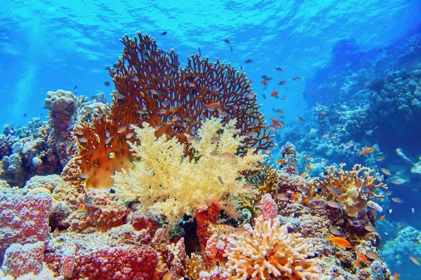 Tropical coral reef with diversity of hard and soft corals and shoal of coral fish